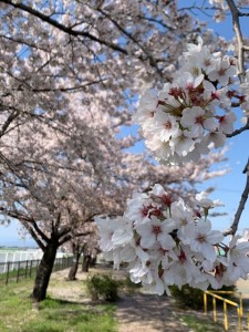 桜2